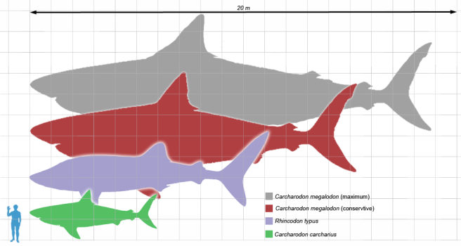 megalodon_scale